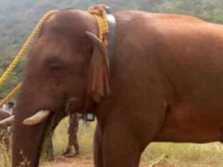 சின்ன தம்பியை பாதுகாக்க இதை செய்யுங்க... பீட்டா அமைப்பு யோசனை