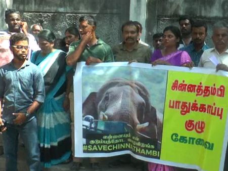 Chinnathambi: சின்னத்தம்பியை கும்கியாக மாற்றுவது கொலை செய்வதற்கு சமம்.. வன உயிரின ஆர்வலர்கள்