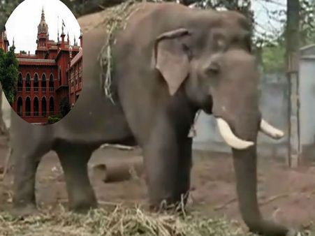 இயற்கை உணவுகளை தந்து சின்னதம்பியை ஏன் காட்டுக்கே திரும்ப அனுப்ப கூடாது.. ஹைகோர்ட் கேள்வி