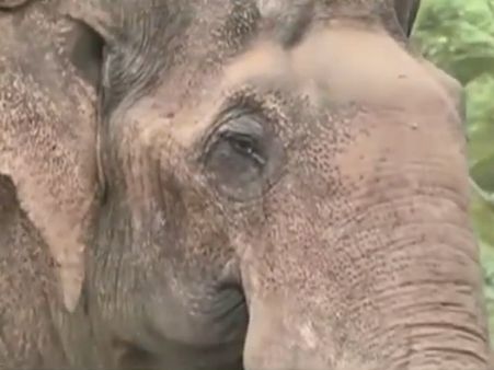 2 வேளை சாப்பாடு.. பாதுகாப்புக்கு 5 யானைகள்.. டாக்டர்கள் கவனிப்பு.. சமத்தா இருக்கிறான் சின்னத்தம்பி