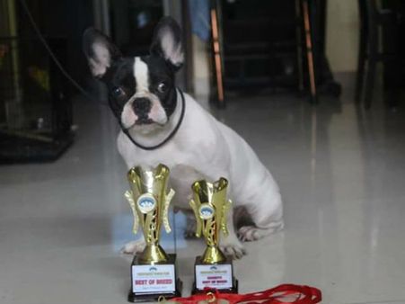 கலகலப்பான லொள் லொள்.. விதம் விதமான பவ் பவ்.. புதுச்சேரியைக் கலக்கிய நாய்க் கண்காட்சி!