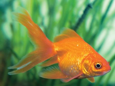 5 மாத குழந்தையின் வாயில் உயிருள்ள மீனைப் போட்ட தாய்.. ஏன்னு கேட்டா ஷாக் ஆகிடுவீங்க!