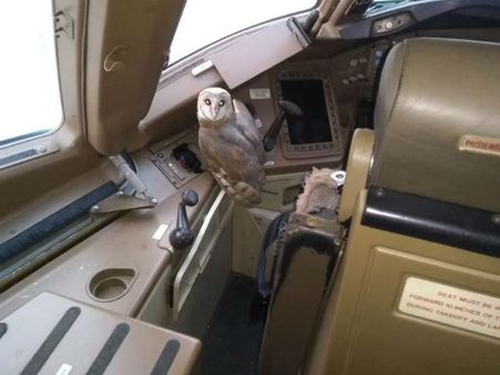 ஆஹா.. நீ எப்படிப்பா இங்கே வந்த.. மும்பை விமானத்தை அலற வைத்த ஆந்தை!