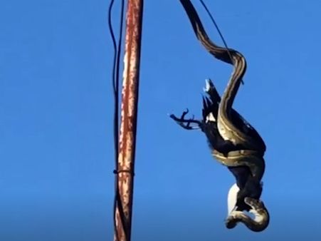 சும்மா பேச்சுக்குத்தானே சொல்வார்கள்.. இங்கு ஒரு பாம்பு நிஜமாவே காக்காவை சாப்பிட்டிருக்கு பாருங்க!