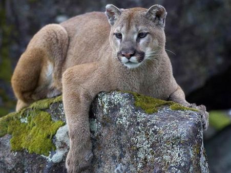 பூமா சிங்கமும்.. ஜாக்கிங் போன இளைஞரும்.. கடும் சண்டை.. கடைசியில் டிவிஸ்ட்டை பாருங்க!