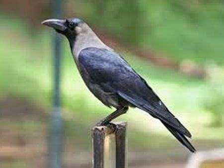 காக்கைக்கும் ஆட்சி மாற்றத்துக்கும் தொடர்பு உண்டு - காக்கா முட்டைகளை எதிர்கட்சிகள் கவனிக்கவும்