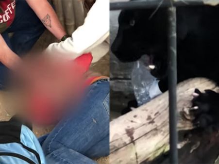 கருஞ்சிறுத்தையுடன் செல்பி எடுக்க முயற்சி.. அமெரிக்கப் பெண்ணுக்கு நடந்த விபரீதம்!