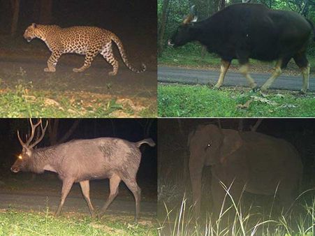 முண்டன்துறை வன காப்பகத்தில் மனிதர்களுக்குத் தடை.. புலிகள் நடமாட்டம் கிடுகிடு உயர்வு!