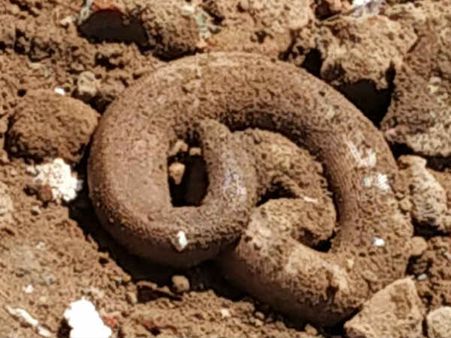 விநாயகர் கோயில் ஆக்கிரமிப்பு பகுதியில் வெளியே வந்த இரட்டை தலை பாம்பு.. தஞ்சையில் பரபரப்பு