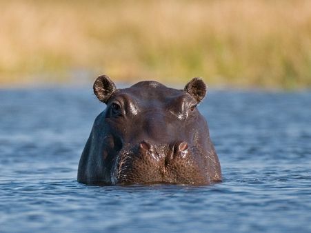 ஒரே வாரத்தில் அடுத்தடுத்து 28 நீர் யானைகள் உயிரிழப்பு... வனஉயிரின ஆர்வலர்கள் அதிர்ச்சி