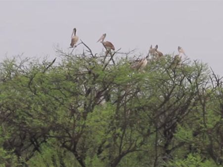 இடி மின்னலுடன் கூடிய கனமழையால் கூத்தன்குளம் சரணாலயத்தில் 300 பறவைகள் உயிரிழப்பு