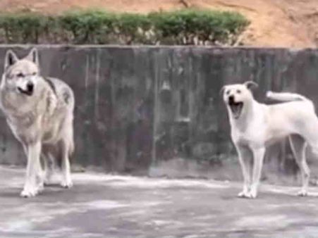 ‘அந்த நாயும், நரியும் காதலிக்கிறாங்க பாஸ்’.. சீன உயிரியல் பூங்கா ஊழியர்களின் கெக்கபிக்கே விளக்கம்!