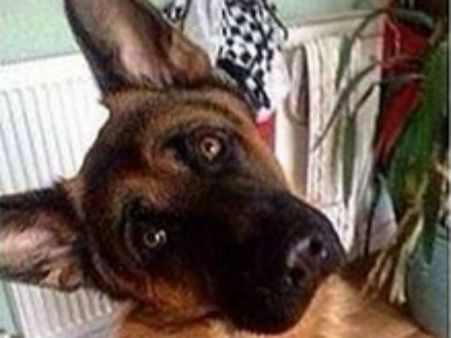 சென்னையில் நாயை கொடூரமாக அடித்து இழுத்துச்சென்று தண்ணீரில் மூழ்கி கொன்ற நபர் கைது