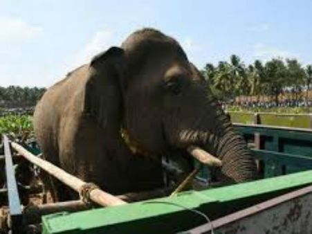 Chinnathambi: காட்டு தீயாய் பரவிய சின்னத்தம்பி யானை கவலைக்கிடம் செய்தி.. வனத்துறை பரபரப்பு விளக்கம்