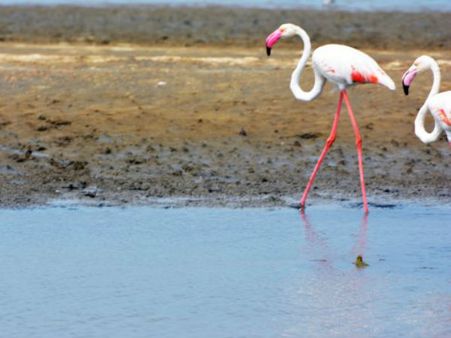 வனவிலங்குகளையும் விட்டு வைக்காத குடிநீர் பஞ்சம்.. கோடியக்கரை சரணாலயத்தில் பரிதாபம்