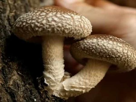 ஏழைகளுக்கு வரப்பிரசாதம்.. மரக்காளானில் இருந்து புற்றுநோய்க்கு மருந்து.. பேராசிரியர் சாதனை