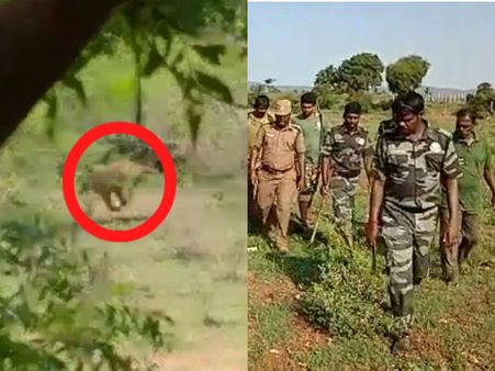 அப்பாடா.. ஒரு வழியா புலி காட்டுக்குள்ள போயிடுச்சு.. நிம்மதியில் சத்தியமங்கலம் மக்கள்