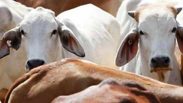 பசு பாதுகாவலர்களால் கொல்லப்பட்டவர் மாடுகளை கடத்தினார்.. குற்றப்பத்திரிகை தகவலால் அதிர்ச்சி