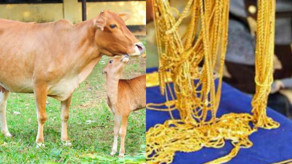 பசு விழுங்கிய 5 பவுன் சங்கிலி.. 2வருடத்துக்கு பின் சாணத்தில் மீட்பு.. கேரள ஆசிரியரின் நேர்மை