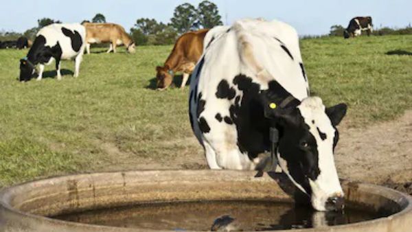 தண்ணீர் தட்டுப்பாடு... கால்நடைகள் மடியும் அபாயம்... தொட்டிகளில் தண்ணீர் நிரப்ப உத்தரவு