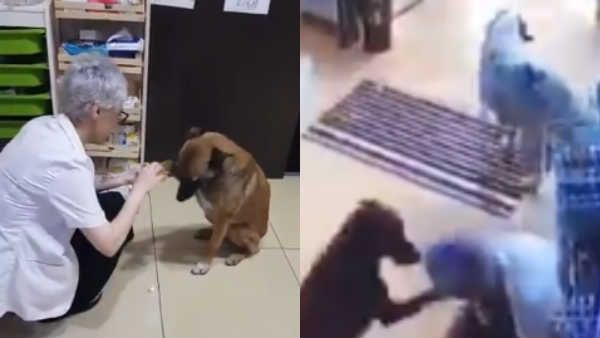 நாய்க்கு ஐந்தறிவுனு யாருங்க சொன்னா. இந்த ரெண்டு வீடியோவைப் பார்த்தா உங்களுக்கே கண்ணு வேர்க்கும்!