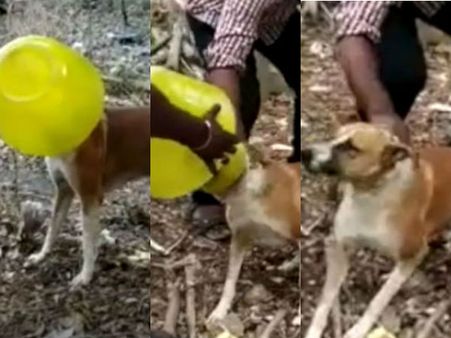 என்னத்த சொல்ல.. நாம தான் குடம் குடமா தூக்கிட்டு தண்ணிக்கு அலையறோம் என்றால்.. நாயும் அலையுது!