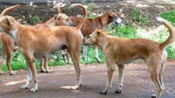 உத்தரபிரதேசத்தில் தெருநாய்கள் அட்டகாசம் - 3 மாத குழந்தையை கடித்துக் குதறி கொன்றன