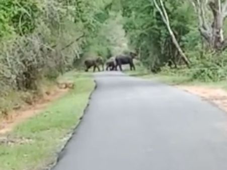 ஏன் செல்லம்.. இப்படி நடு ரோட்டுல டான்ஸ் ஆடினா எப்படி.. வண்டியெல்லாம் போக வேண்டாமா