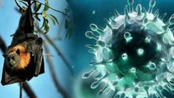 புதுச்சேரிக்கும் வந்தது நிபா: அறிகுறியுடன் ஜிப்மர் மருத்துவமனையில் ஒருவர் அனுமதி.. மக்கள் பீதி