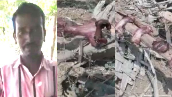 எலிக்கறி முயல்கறி ஆகும் அதிசயம்.. அதிர வைக்கும் வீடியோ!