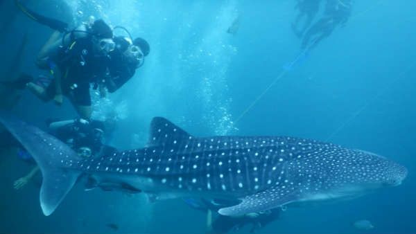 புதுச்சேரியில் ஆழ்கடல் நீச்சல் பயிற்சி... திமிங்கலம் அருகில் வந்து விளையாடி செல்லும் ஆச்சரியம்