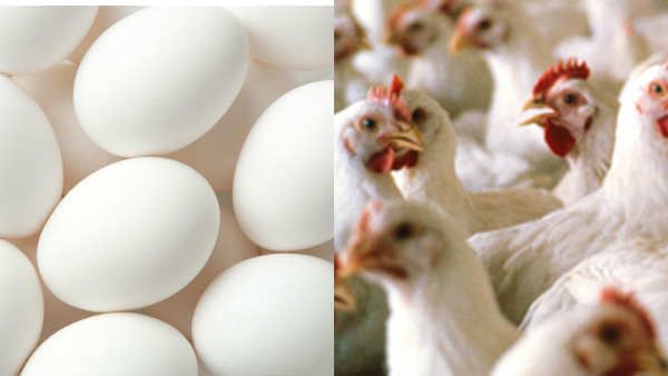 முட்டை, சிக்கனை வெஜிடேரியனாக அறிவியுங்க.. இது அவரு.. மாட்டுக்கறியையும் சேத்து விடுங்க.. இது இவங்க!