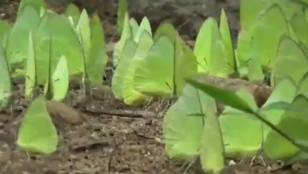 ஓ பட்டர்பிளை.. பட்டர்பிளை.. நீ விரித்தாய் சிறகை.. குமரியில் கண்களுக்கு செம விருந்து.. வாவ் காட்சி!