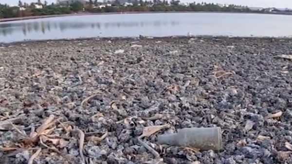 சிட்லபாக்கம் ஏரியை தூர்வார ரூ.25 கோடி ஒதுக்கீடு- முதல்வர் பழனிச்சாமி