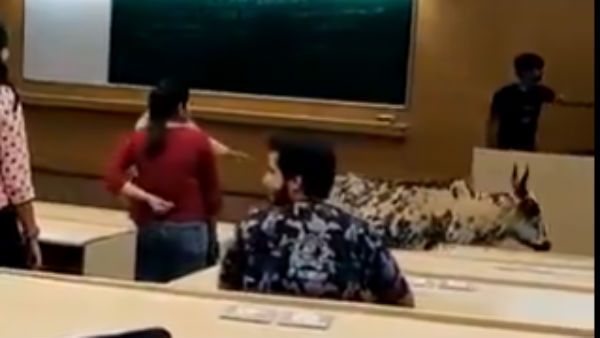 முக்கியமான ஆராய்ச்சிக்காக வந்திருக்கேன் படிக்க விடுங்க.. மும்பை ஐஐடி வகுப்பறைக்குள் புகுந்த மாடு