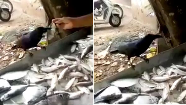 சின்ன மீனை போட்டு பெரிய மீனை பிடிக்கும் அதிபுத்திசாலித்தனம் கொண்ட காக்கை! வைரல் வீடியோ