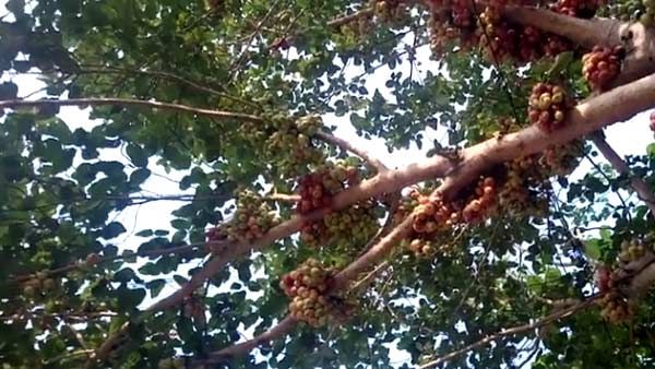 அத்தி வரதர் ஸ்பெஷல்: சுக்கிரனின் அம்சம்... கணவன் மனைவி பிரச்சினை தீர்க்கும் அத்தி மரம் 