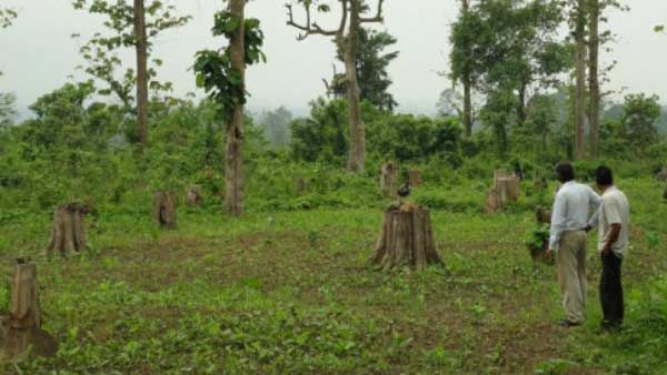 வளர்ச்சி திட்டத்துக்காக.. 5 ஆண்டுகளில் இந்தியாவில் 1 கோடி மரங்கள் வெட்டி அழிப்பு.. மத்திய அரசு தகவல்