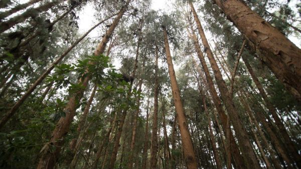 நீலகிரியில் வெட்டி கடத்தப்படும் அரியவகை மரங்கள்.. குண்டர் சட்டத்தின் கீழ் நடவடிக்கை எடுக்க கோரிக்கை