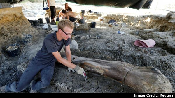 ரொம்ப பெரிசா இருக்கே... டைனோசரின் ராட்சத தொடை எலும்பு கண்டுபிடிப்பு