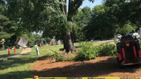 Video: ஒரு மரத்தின் மரணம்.. இப்படித்தான் பல மரணங்கள்.. ஆங்காங்கே!