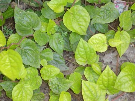 அப்பாவும் வெற்றிலையும்.. ஜெர்மனியில் இருந்து ஒன்இந்தியா வாசகர் எழுதிய உருக்கமான கவிதை!