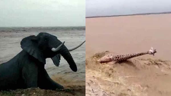 கலிங்கப்பட்டினம் கடற்கரையில் ஆர்ப்பரிக்கும் தண்ணீர்.. அடித்துச் சென்ற விலங்குகளின் சிலைகள்