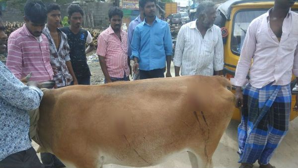 உடம்பெல்லாம் கத்தி குத்து.. ரத்தம் வழிந்து நின்ற 3 பசு மாடுகள்.. ஆம்பூரில் பரபரப்பு!