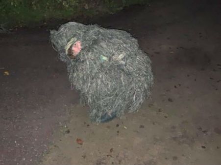 என்னா ஐடியா.. இப்டி ஒரு சிஸ்டர் நமக்கில்லையே.. அமெரிக்கப் பெண்ணை பார்த்து ஏங்கும் நெட்டிசன்கள்!