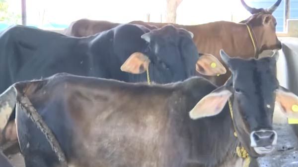 அசைவ உணவுகளை மட்டும் சாப்பிடும் மாடுகள்! சிக்கன்.. மட்டன்.. மீன் வறுவல் தான்.. கோவாவில் ஆச்சர்யம்!