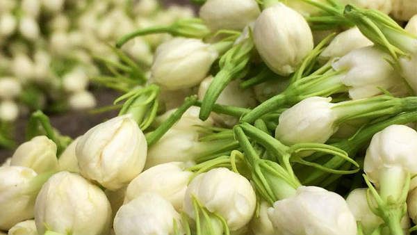 மல்லிகை, முல்லை பூக்கள் கனவில் வந்தால் என்ன நடக்கும் தெரியுமா?