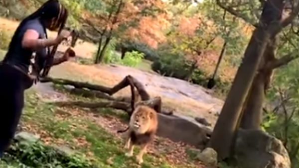 சிங்கப் பெண்ணே.. சிங்கப் பெண்ணே.. லயன் கிங் முன்னாடி போய் டான்ஸ் போட்ட பெண்!