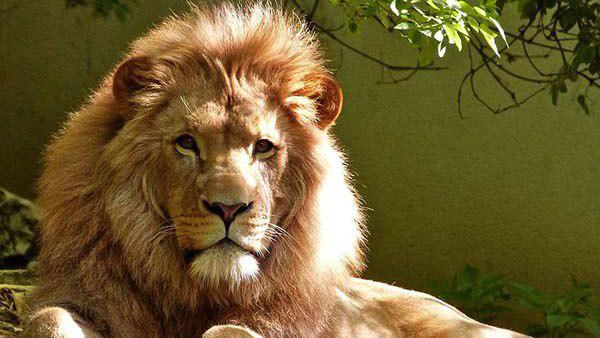 சிங்கப்பூர் ஏர்போர்டில் பரபரப்பு.. கூண்டில் இருந்து எஸ்கேப் ஆன சிங்கங்கள்.. அடுத்து நடந்தது என்ன