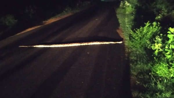 10 அடி நீளம்.. அது பாட்டுக்கு ஜாலியா நகர்ந்து போனது.. அலறியடித்து ஓடிய கடையம் மக்கள்!